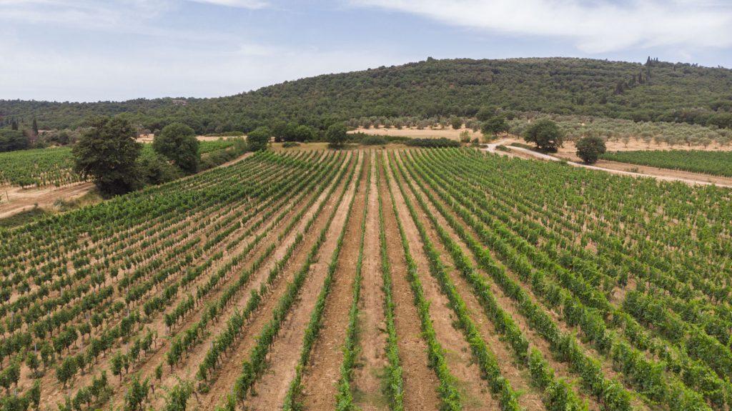 Dal vigneto al calice